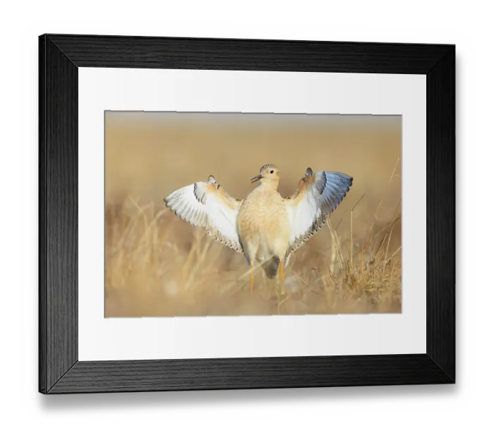 Framed Print : Buff-breasted sandpiper (Tryngites subruficollis) male, courtship display at lek, Alaska. June