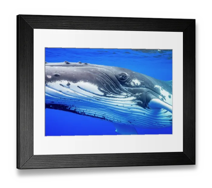 Framed Print : Humpback whale (Megaptera novaeangliae) head portrait, Moorea, French Polynesia, Pacific Ocean Framed Print : Humpback whale (Megaptera novaeangliae) head portrait, Moorea, French Polynesia, Pacific Ocean