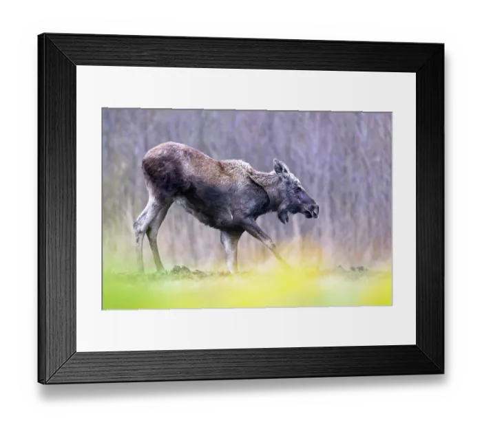 Framed Print : Moose (Alces alces) kneeling down on front legs, Biebrza National Park, Poland. April Framed Print : Moose (Alces alces) kneeling down on front legs, Biebrza National Park, Poland. April