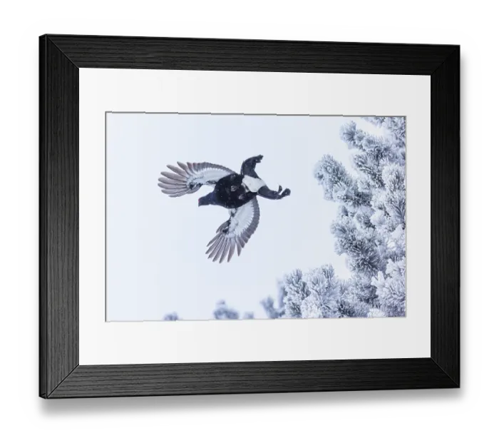Framed Print : Black grouse (Tetrao tetrix) taking flight, Alps, Switzerland. January Framed Print : Black grouse (Tetrao tetrix) taking flight, Alps, Switzerland. January