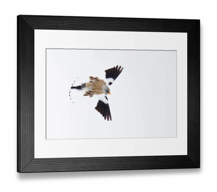Framed Print : White-winged snowfinch (Montifringilla nivalis) in flight, Alps, Switzerland. January Framed Print : White-winged snowfinch (Montifringilla nivalis) in flight, Alps, Switzerland. January
