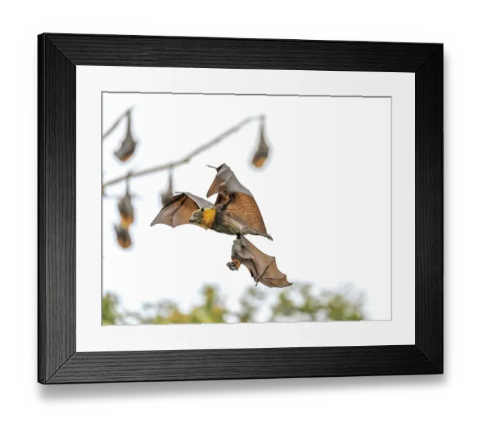 Framed Print : Grey-headed flying-fox (Pteropus poliocephalus) female, in flight carrying pup, aged 4-5 weeks Framed Print : Grey-headed flying-fox (Pteropus poliocephalus) female, in flight carrying pup, aged 4-5 weeks