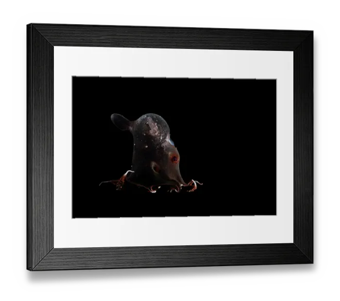 Framed Print : Vampire squid (Vampyroteuthis infernalis) portrait, found at depths over 500 metres, uniquely adapted to the oxygen minimum zone (OMZ) in the ocean Framed Print : Vampire squid (Vampyroteuthis infernalis) portrait, found at depths over 500 metres, uniquely adapted to the oxygen minimum zone (OMZ) in the ocean