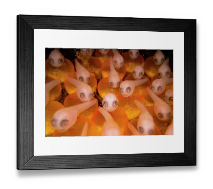 Framed Print : Plainfin midshipman (Porichthys notatus) fry, still attached to yolk sacs in nest in the intertidal zone, Vancouver Island, British Columbia, Canada, Pacific Ocean Framed Print : Plainfin midshipman (Porichthys notatus) fry, still attached to yolk sacs in nest in the intertidal zone, Vancouver Island, British Columbia, Canada, Pacific Ocean