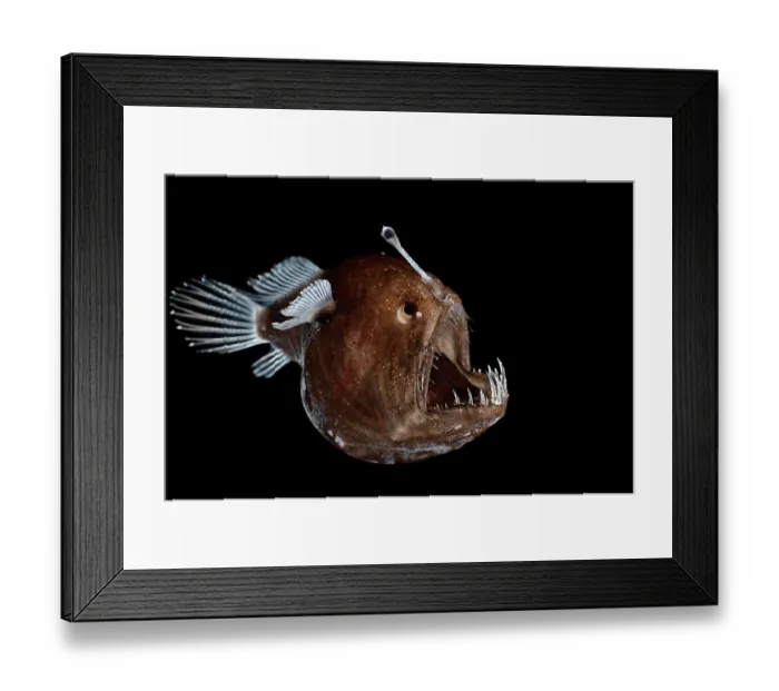Framed Print : Johnson's abyssal seadevil (Melanocetus johnsonii) female, portrait Framed Print : Johnson's abyssal seadevil (Melanocetus johnsonii) female, portrait