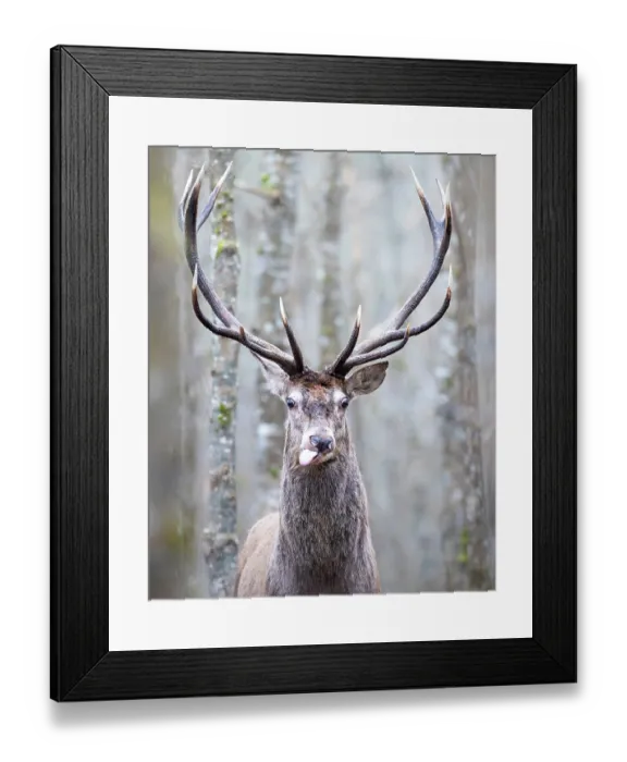 Framed Print : Red deer (Cervus elaphus) stag, standing among trees in forest, Bialowieza Forest, Bialowieza National Park, Poland. February Framed Print : Red deer (Cervus elaphus) stag, standing among trees in forest, Bialowieza Forest, Bialowieza National Park, Poland. February