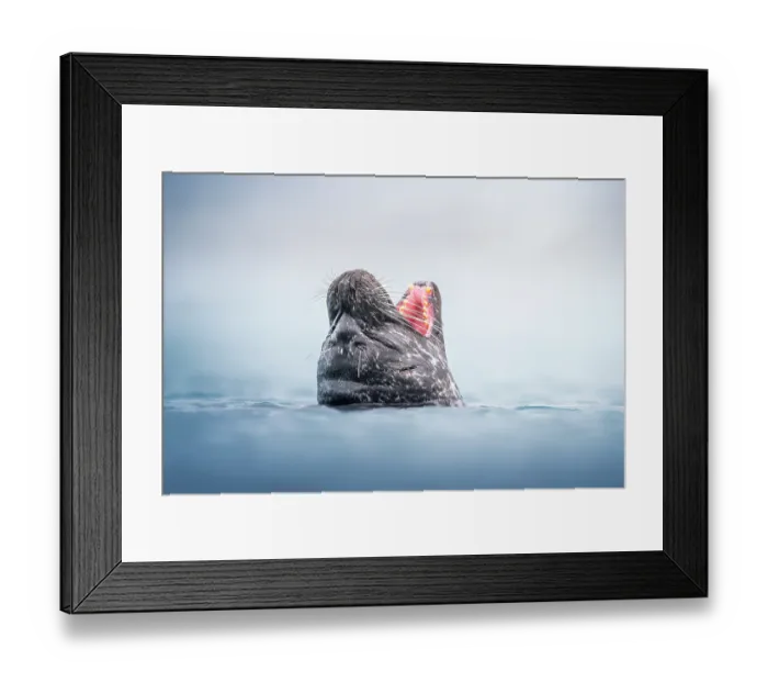 Framed Print : Harbour seal (Phoca vitulina) with head above surface and mouth open wide, Iceland, Atlantic Ocean Framed Print : Harbour seal (Phoca vitulina) with head above surface and mouth open wide, Iceland, Atlantic Ocean