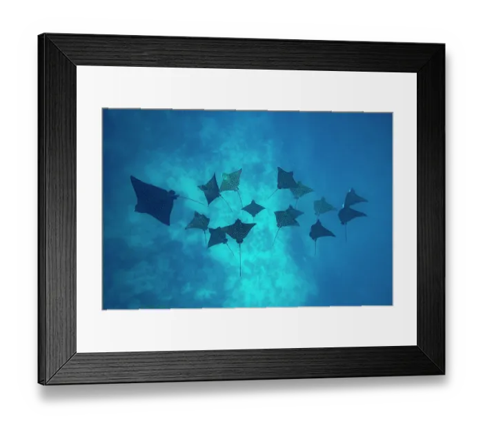 Framed Print : Group of Spotted eagle rays (Aetobatus narinari) swimming over seabed, off Moorea, French Polynesia, Pacific Ocean Framed Print : Group of Spotted eagle rays (Aetobatus narinari) swimming over seabed, off Moorea, French Polynesia, Pacific Ocean