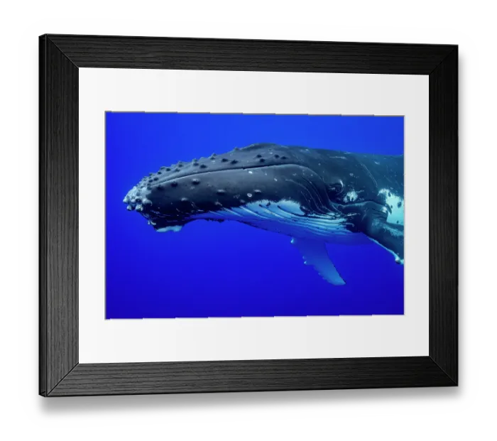 Framed Print : Humpback whale (Megaptera novaeangliae) head portrait, Moorea, French Polynesia, Pacific Ocean Framed Print : Humpback whale (Megaptera novaeangliae) head portrait, Moorea, French Polynesia, Pacific Ocean