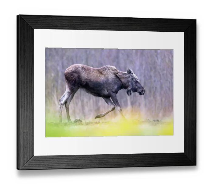 Framed Print : Moose (Alces alces) kneeling down on front legs, Biebrza National Park, Poland. April Framed Print : Moose (Alces alces) kneeling down on front legs, Biebrza National Park, Poland. April