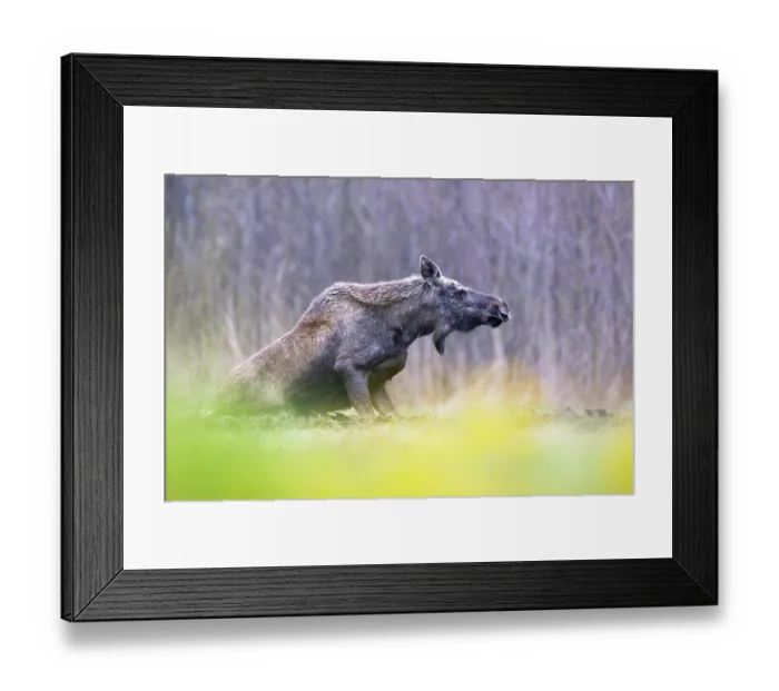 Framed Print : Moose (Alces alces) standing up from kneeling position, Biebrza National Park, Poland. April