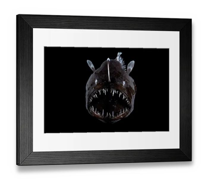 Framed Print : Johnson's abyssal seadevil (Melanocetus johnsonii) female, portrait, observed during RV Sonne, Cruise SO285, South Atlantic Ocean Framed Print : Johnson's abyssal seadevil (Melanocetus johnsonii) female, portrait, observed during RV Sonne, Cruise SO285, South Atlantic Ocean