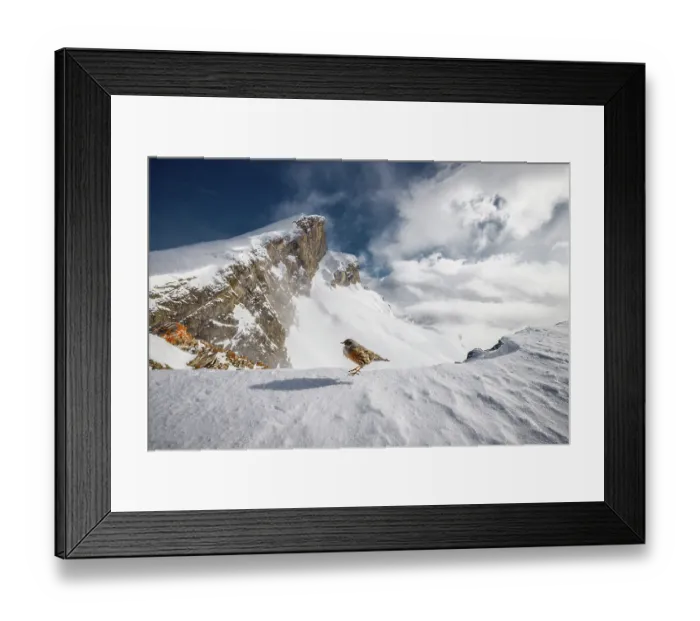 Framed Print : Alpine accentor (Prunella collaris) perched on snow-covered mountain top, Alps, Switzerland. January Framed Print : Alpine accentor (Prunella collaris) perched on snow-covered mountain top, Alps, Switzerland. January