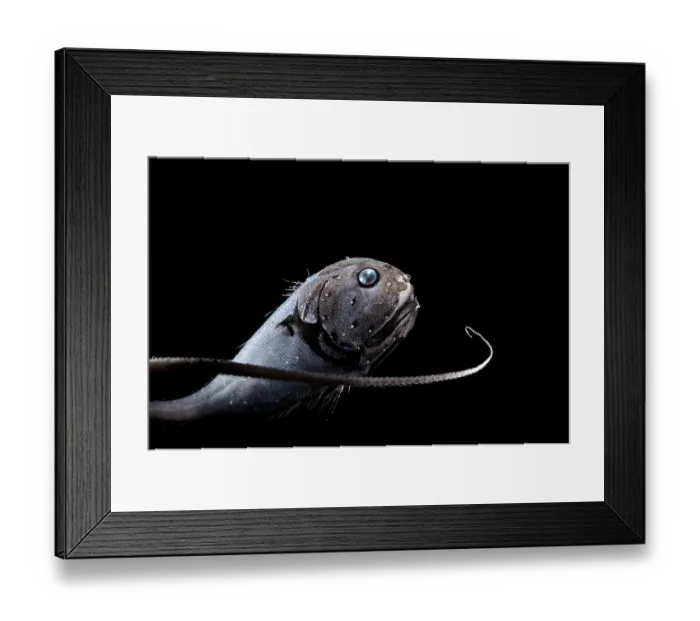 Framed Print : Globehead grenadier (Cetonurus globiceps) portrait, residing in the bathypelagic zone at depths of 1, 000-4, 000 m
