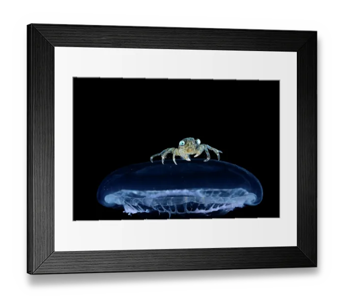 Framed Print : Brachyuran crab, megalopa larva stage, resting on top of a Jellyfish, observed during RV Sonne, Cruise SO285, South Atlantic Framed Print : Brachyuran crab, megalopa larva stage, resting on top of a Jellyfish, observed during RV Sonne, Cruise SO285, South Atlantic