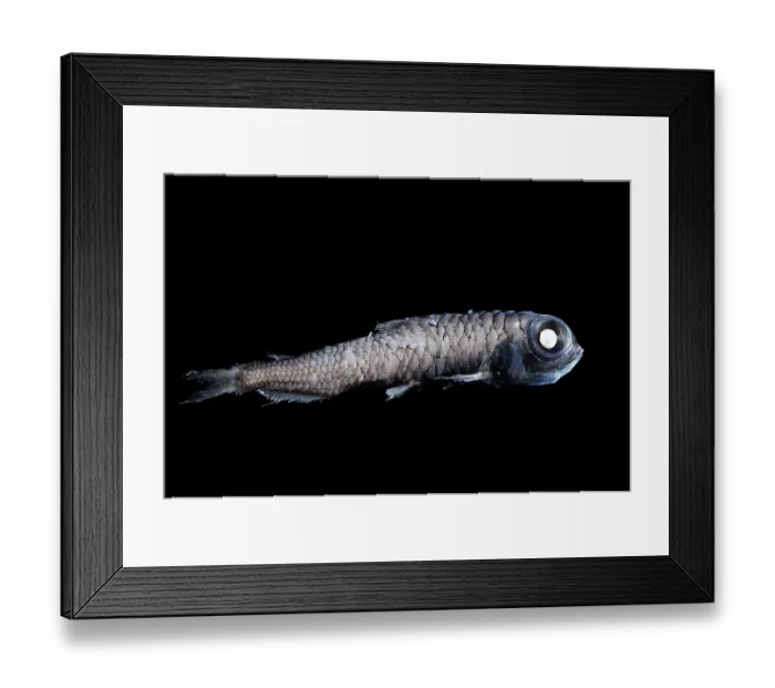 Framed Print : Bigscale deep sea smelt (Melanolagus bericoides) portrait, showing specially adapted eyes with receptors consisting solely of light-sensitive rods and robust visual pigments Framed Print : Bigscale deep sea smelt (Melanolagus bericoides) portrait, showing specially adapted eyes with receptors consisting solely of light-sensitive rods and robust visual pigments