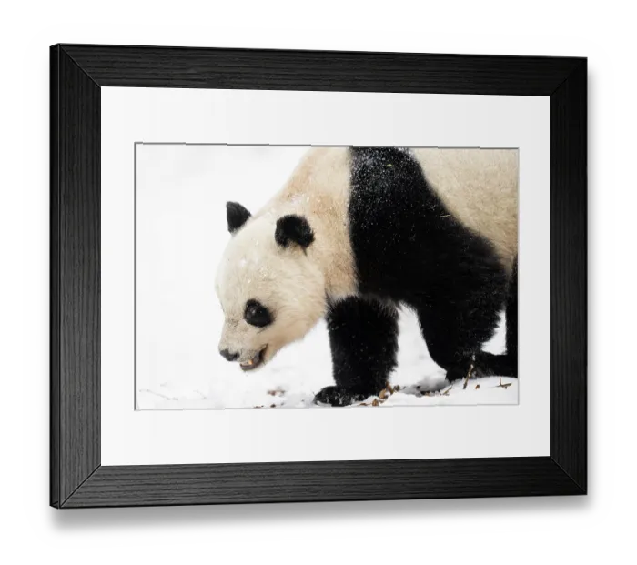 Framed Print : Giant panda (Ailuropoda melanoleuc) female, walking over snow, Giant Panda National Park, Sichuan, China. March, 2024 Framed Print : Giant panda (Ailuropoda melanoleuc) female, walking over snow, Giant Panda National Park, Sichuan, China. March, 2024