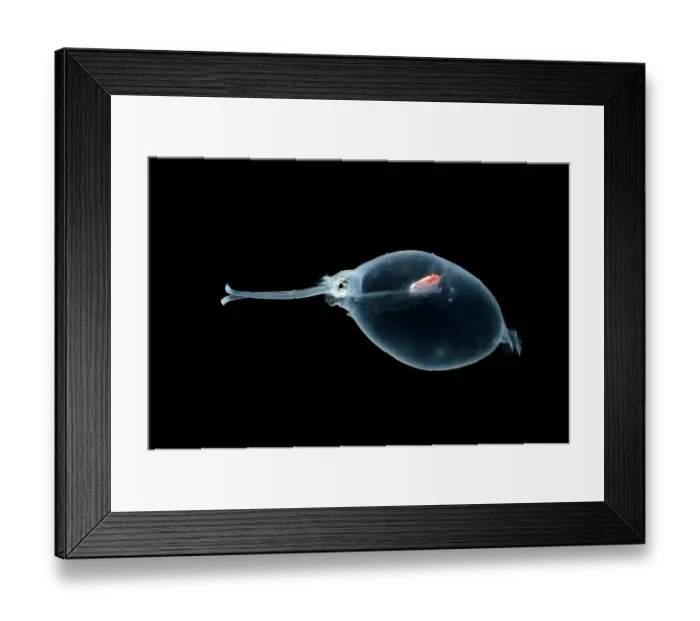 Framed Print : Deep sea squid (Liocranchia reinhardtii) portrait, inhabit depths up to 1, 000 metres Framed Print : Deep sea squid (Liocranchia reinhardtii) portrait, inhabit depths up to 1, 000 metres