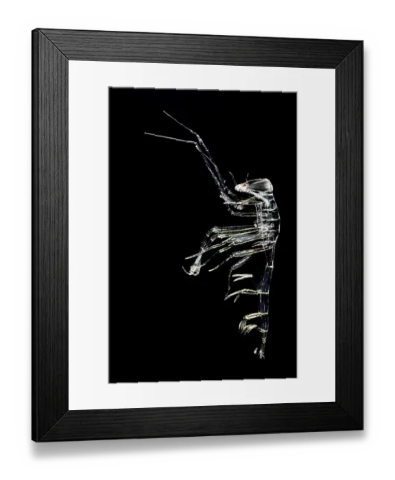 Framed Print : Pram bug amphipod (Phronima sp.) portrait, inhabiting the pelagic zone of the deep ocean. These creatures are known for their semi-transparent bodies Framed Print : Pram bug amphipod (Phronima sp.) portrait, inhabiting the pelagic zone of the deep ocean. These creatures are known for their semi-transparent bodies