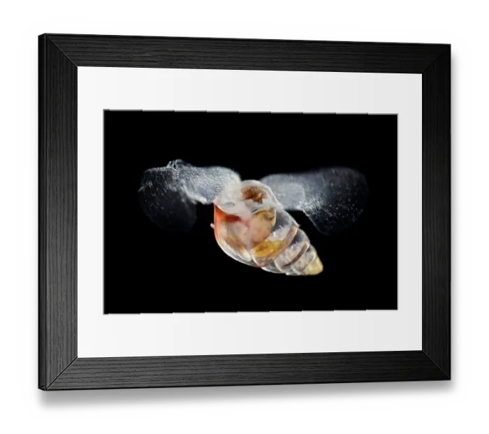 Framed Print : Sea butterfly (Limacina bulimoides) portrait, a swimming predatory sea snail Framed Print : Sea butterfly (Limacina bulimoides) portrait, a swimming predatory sea snail