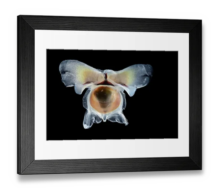 Framed Print : Sea butterfly (Diacavolinia limbata) portrait. These creatures flutter through the water with their foot divided into two paddles