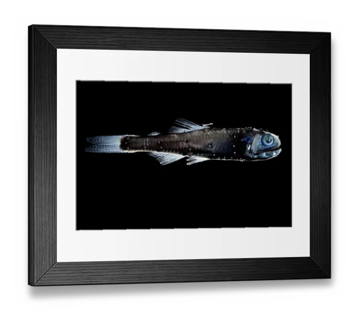 Framed Print : Warming's lanternfish (Ceratoscopelus warmingii) portrait, showing bioluminescence. It occupies depths of 700 to 1, 500m during the day and rises to 20 to 200m at night Framed Print : Warming's lanternfish (Ceratoscopelus warmingii) portrait, showing bioluminescence. It occupies depths of 700 to 1, 500m during the day and rises to 20 to 200m at night