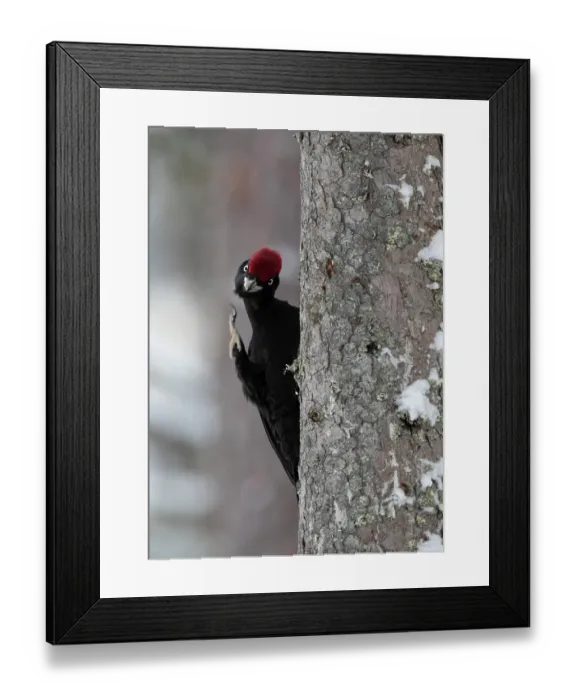 Framed Print : Black woodpecker (Dryocopus martius) male scratching head with foot whilst perching on tree trunk, Finland, February Framed Print : Black woodpecker (Dryocopus martius) male scratching head with foot whilst perching on tree trunk, Finland, February