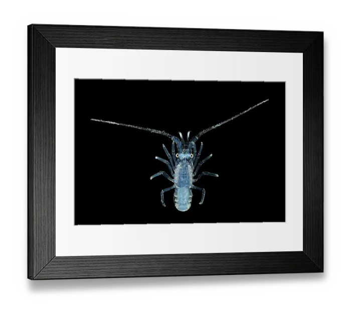 Framed Print : Spiny lobster (Panulirus sp.) pueruli larva stage, portrait Framed Print : Spiny lobster (Panulirus sp.) pueruli larva stage, portrait