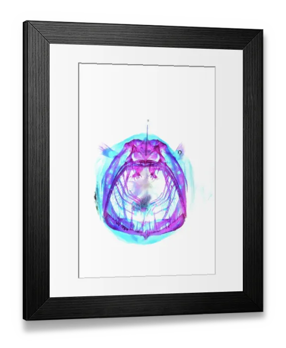 Framed Print : Johnson's abyssal seadevil (Melanocetus johnsonii) portrait, cleared and stained by scientists, showing cartilage in blue and bones in red Framed Print : Johnson's abyssal seadevil (Melanocetus johnsonii) portrait, cleared and stained by scientists, showing cartilage in blue and bones in red