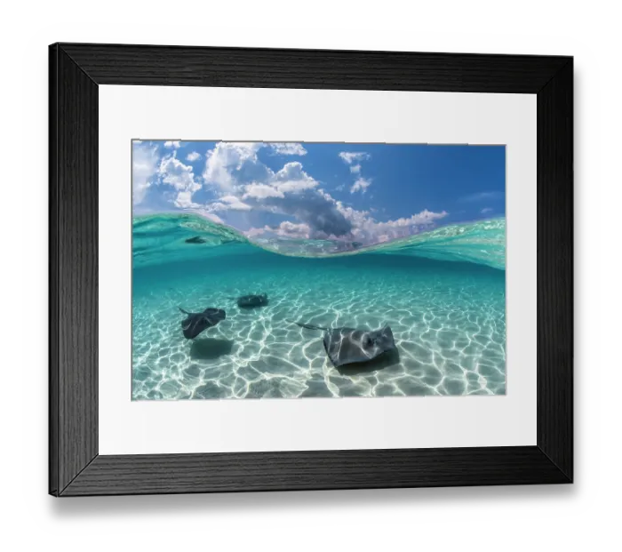 Framed Print : Three Stingrays (Dasyatis americana) swimming over sand in shallow water, The Sandbar, Grand Cayman, Cayman Islands, Caribbean Sea Framed Print : Three Stingrays (Dasyatis americana) swimming over sand in shallow water, The Sandbar, Grand Cayman, Cayman Islands, Caribbean Sea