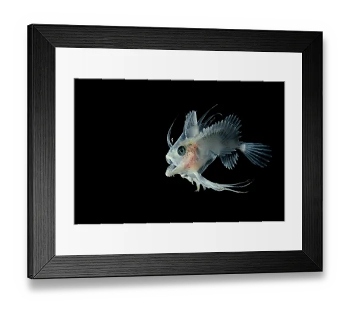 Framed Print : Goosefish (Lophius sp.) larval stage, laterally flattened with elongated dorsal and pectoral fin rays Framed Print : Goosefish (Lophius sp.) larval stage, laterally flattened with elongated dorsal and pectoral fin rays