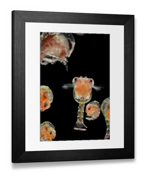 Framed Print : Group of Brachyuran crabs, zoea larvae stage, portrait, observed during RV Sonne, Cruise SO285, in the South Atlantic Framed Print : Group of Brachyuran crabs, zoea larvae stage, portrait, observed during RV Sonne, Cruise SO285, in the South Atlantic