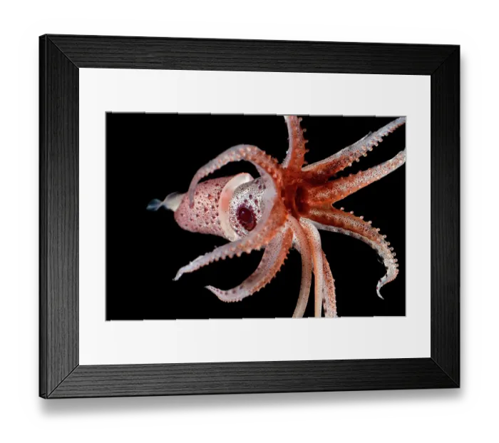Framed Print : Cock-eyed squid (Histioteuthis bonnellii) portrait Framed Print : Cock-eyed squid (Histioteuthis bonnellii) portrait