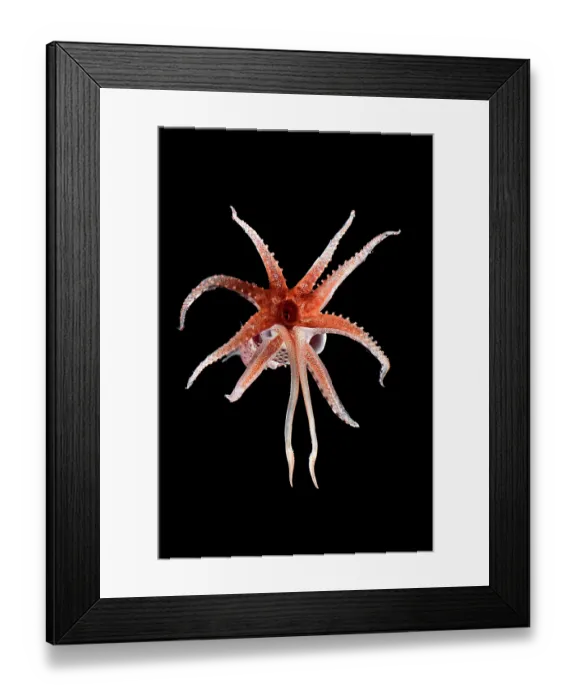 Framed Print : Cock-eyed squid (Histioteuthis bonnellii) portrait Framed Print : Cock-eyed squid (Histioteuthis bonnellii) portrait