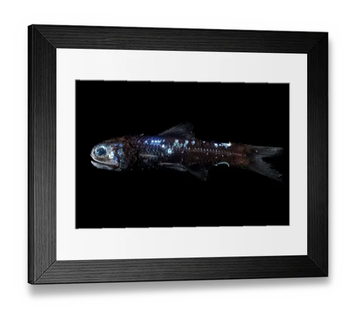 Framed Print : Lanternfish (Lampadena pontifex) portrait. Typically found at depths of 700 to 1, 500 m during the day and 20 to 200 m (70 to 660 ft) at night Framed Print : Lanternfish (Lampadena pontifex) portrait. Typically found at depths of 700 to 1, 500 m during the day and 20 to 200 m (70 to 660 ft) at night