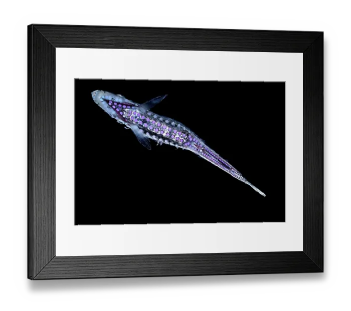 Framed Print : Hatchetfish (Maurolicus walvisensis) ventral view portrait, showing photophores beneath its body, emitting bioluminescent light
