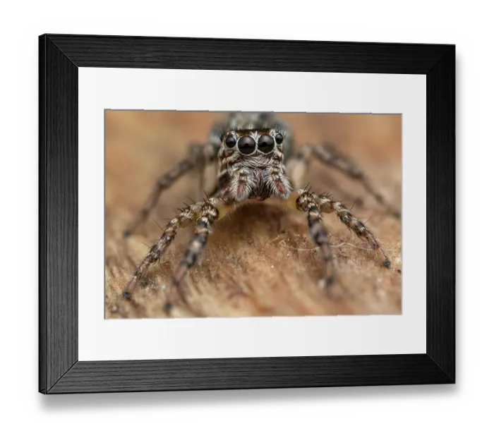 Framed Print : RF - Jumping spider (Xanthofreya bicuspidata) female, portrait, Osa Peninsula, Costa Rica. Focus stacked image Framed Print : RF - Jumping spider (Xanthofreya bicuspidata) female, portrait, Osa Peninsula, Costa Rica. Focus stacked image