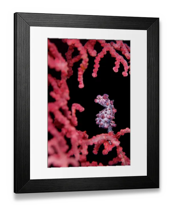 Framed Print : Pygmy seahorse (Hippocampus bargibanti) among a Sea fan (Muricella sp.) on a coral reef, Bitung, North Sulawesi, Indonesia. Lembeh Strait, Molucca Sea Framed Print : Pygmy seahorse (Hippocampus bargibanti) among a Sea fan (Muricella sp.) on a coral reef, Bitung, North Sulawesi, Indonesia. Lembeh Strait, Molucca Sea