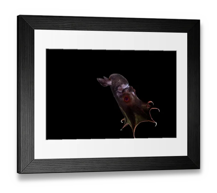 Framed Print : Vampire squid (Vampyroteuthis infernalis) portrait, found at depths over 500 metres, uniquely adapted to the oxygen minimum zone (OMZ) in the ocean Framed Print : Vampire squid (Vampyroteuthis infernalis) portrait, found at depths over 500 metres, uniquely adapted to the oxygen minimum zone (OMZ) in the ocean
