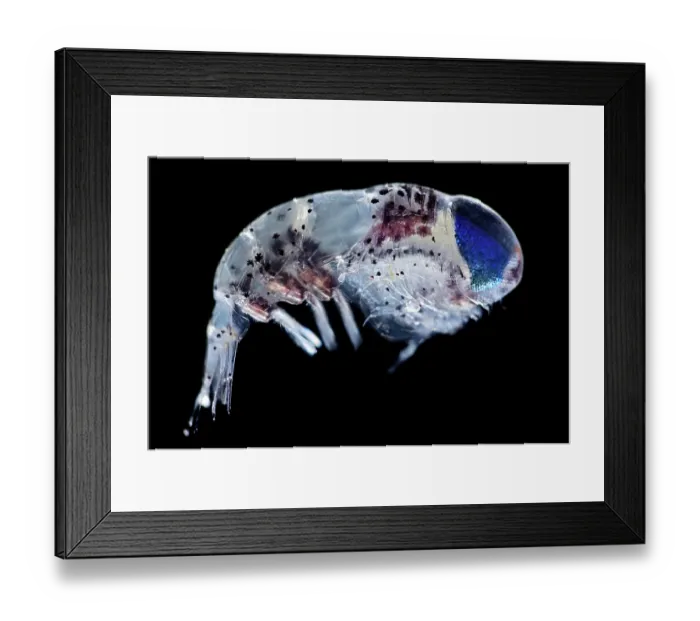 Framed Print : Amphipod (Hyperiidea) portrait. Ranging from 2 to 35 mm in size, characterized by their large eyes, often dominating the head, and their spherical-like shape Framed Print : Amphipod (Hyperiidea) portrait. Ranging from 2 to 35 mm in size, characterized by their large eyes, often dominating the head, and their spherical-like shape