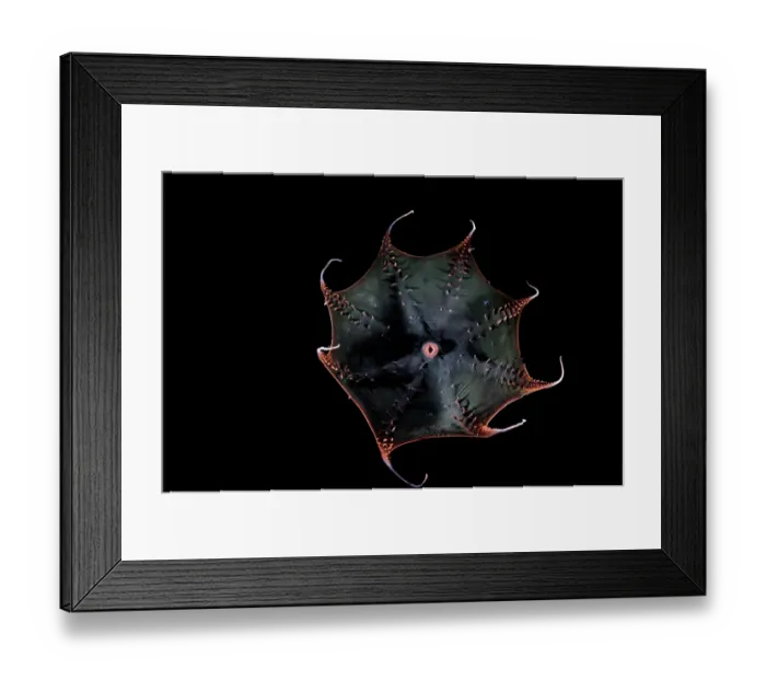 Framed Print : Vampire squid (Vampyroteuthis infernalis) portrait, found at depths over 500 metres, uniquely adapted to the oxygen minimum zone (OMZ) in the ocean Framed Print : Vampire squid (Vampyroteuthis infernalis) portrait, found at depths over 500 metres, uniquely adapted to the oxygen minimum zone (OMZ) in the ocean