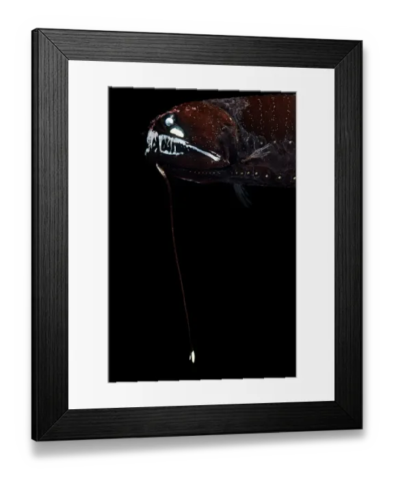 Framed Print : Barbeled dragonfish (Melanostomias tentaculatus) head portrait, showing barbel and bioluminescence. Inhabiting depths of 30-950m Framed Print : Barbeled dragonfish (Melanostomias tentaculatus) head portrait, showing barbel and bioluminescence. Inhabiting depths of 30-950m