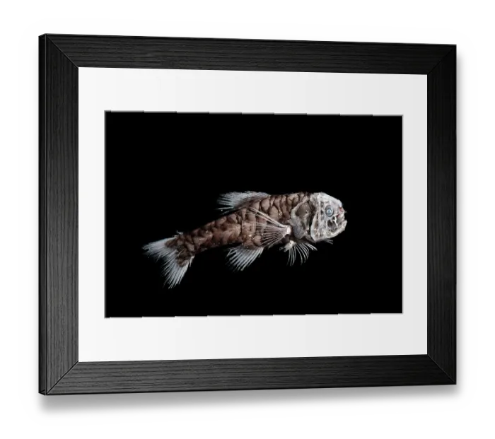 Framed Print : Ridgehead (Scopelogadus sp.) portrait, observed during RV Sonne, Cruise SO285, South Atlantic's Benguela upwelling region off the coast of South Africa and Namibia. Captive