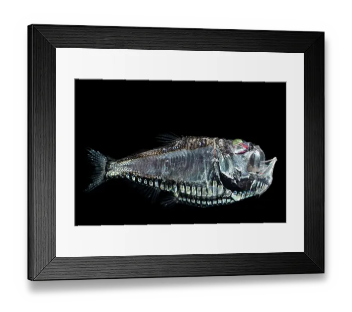 Framed Print : Pacific hatchetfish (Argyropelecus affinis) portrait exhibiting bioluminescence. It resides in the mesopelagic zone Framed Print : Pacific hatchetfish (Argyropelecus affinis) portrait exhibiting bioluminescence. It resides in the mesopelagic zone