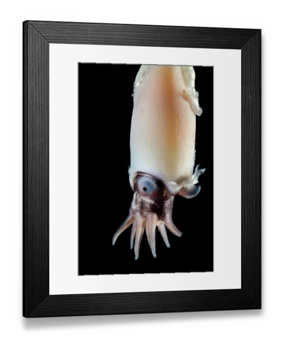 Framed Print : Ram's horn squid (Spirula spirula) portrait. This species has an internal, chambered, endogastrically coiled shell in the shape of an open planispiral Framed Print : Ram's horn squid (Spirula spirula) portrait. This species has an internal, chambered, endogastrically coiled shell in the shape of an open planispiral