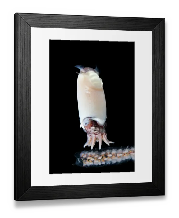 Framed Print : Ram's horn squid (Spirula spirula) portrait. This species has an internal, chambered, endogastrically coiled shell in the shape of an open planispiral Framed Print : Ram's horn squid (Spirula spirula) portrait. This species has an internal, chambered, endogastrically coiled shell in the shape of an open planispiral