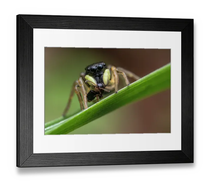 Framed Print : Jumping spider (Heliophanus sp.) resting on leaf with insect prey, Lucerne, Switzerland. April. Focus stacked image Framed Print : Jumping spider (Heliophanus sp.) resting on leaf with insect prey, Lucerne, Switzerland. April. Focus stacked image