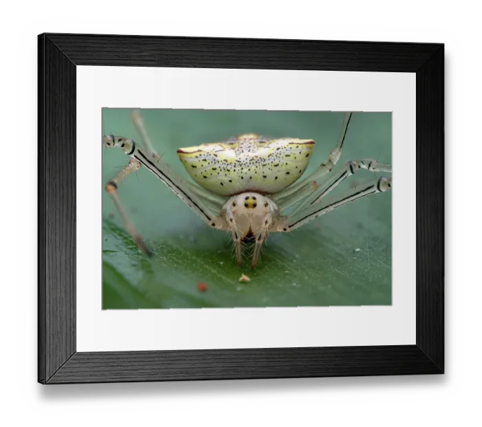 Framed Print : Orbweaver spider (Epeiroides bahiensis) portrait, Osa Peninsula, Costa Rica. Focus stacked image Framed Print : Orbweaver spider (Epeiroides bahiensis) portrait, Osa Peninsula, Costa Rica. Focus stacked image