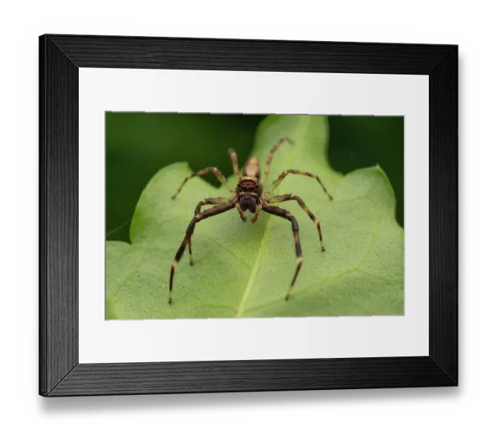 Framed Print : Bronze jumping spider (Helpis minitabunda) resting on leaf, Canberra, ACT, Australia Framed Print : Bronze jumping spider (Helpis minitabunda) resting on leaf, Canberra, ACT, Australia