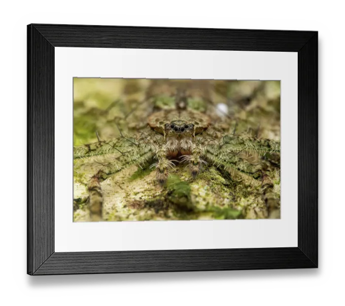 Framed Print : Wall crab spider (Selenops sp.) male, portrait, Osa Peninsula, Costa Rica. Focus stacked image Framed Print : Wall crab spider (Selenops sp.) male, portrait, Osa Peninsula, Costa Rica. Focus stacked image